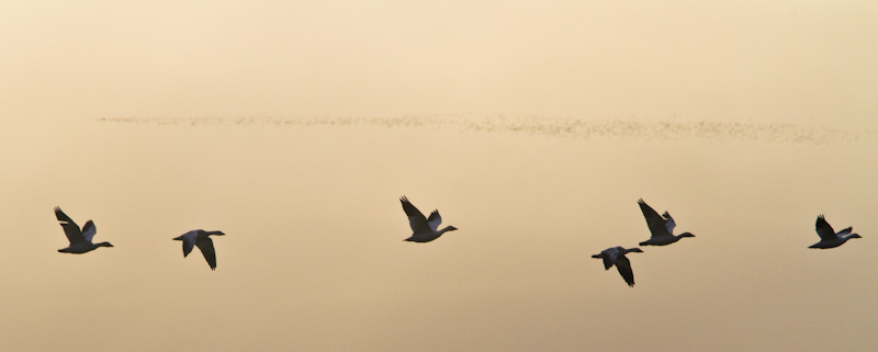 Snow Geese In Flight